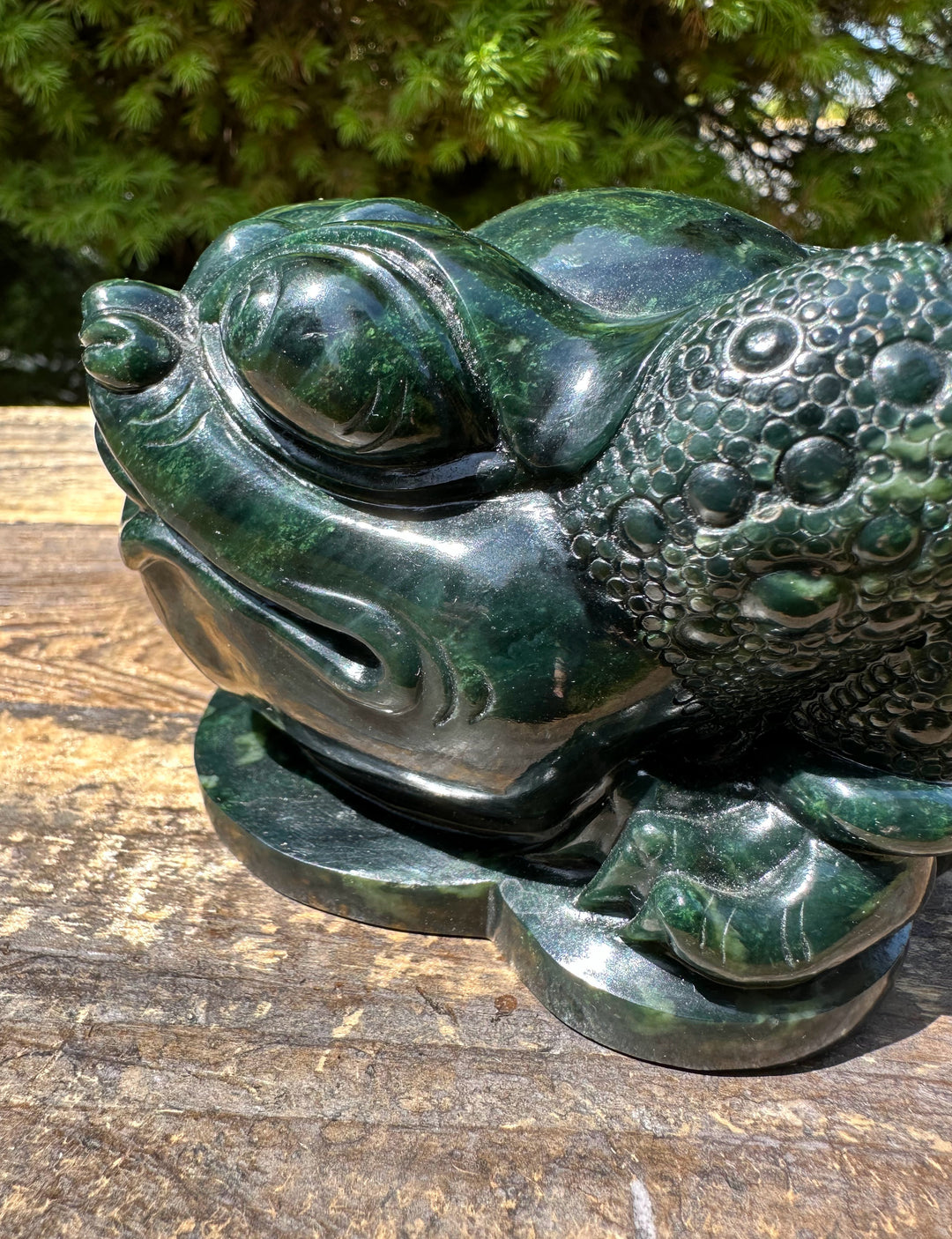 Close-up of Ogden Jade Toad revealing glossy head and bubble textured body.