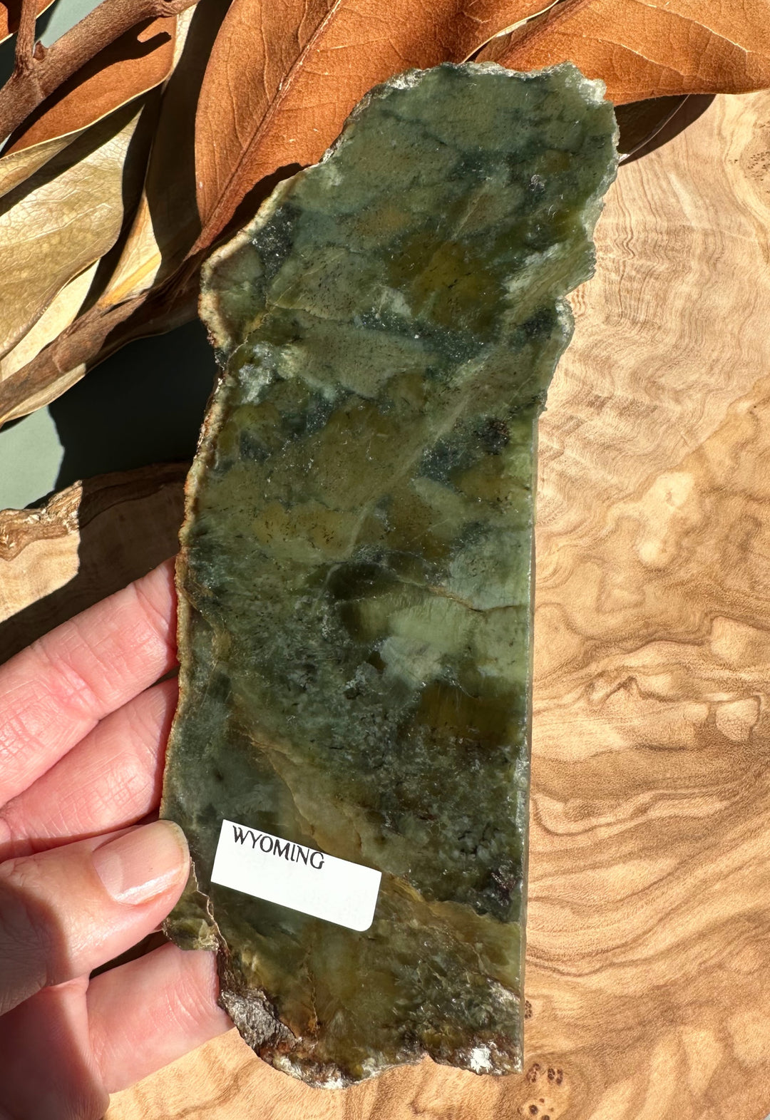 Wyoming Jade Slab turtleback 95 grams held in hand with green gray marbling